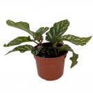 Ice Capades Begonia Plant - 3.75" Pot- Easy House Plant