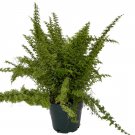 Emerald Vase Fern - Nephrolepis exaltata - 6" Pot Emerald Vase Fern - Nephrolepis exaltata - 6" Pot