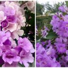 GARLIC VINE Mansoa Alliacea Starter Plant Beautiful PurpleTrumpet Flowers RARE