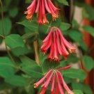 TRUMPET CORAL HONEYSUCKLE VINE Lonicera Sempervirens Starter Plant