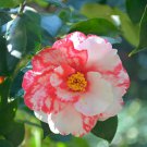 IWANE-SHIBORI Bicolor Bloom Camellia Japonica Live Starter Plant IWANE-SHIBORI Bicolor Bloom Camellia Japonica Live Starter Plant
