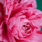 LADY LAURA Bicolor Bloom Camellia Japonica Live Starter Plant