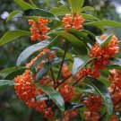 APRICOT ECHO Fragrant Tea Sweet Olive Osmanthus fragrans rooted starter plant APRICOT ECHO Fragrant Tea Sweet Olive Osmanthus fragrans rooted starter plant