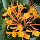Mandarin Honeysuckle Lonicera Vine Starter Plant Butterfly &Hummingbird Paradise