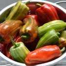 Sweet Candy Cane Red Pepper Seeds - 10 Seeds Sweet Candy Cane Red Pepper Seeds - 10 Seeds