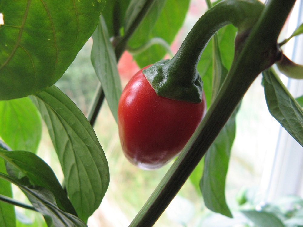 Satan's Kiss Hot Pepper 20 Seeds