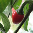 Satan's Kiss Hot Pepper - 20 Seeds Satan's Kiss Hot Pepper - 20 Seeds