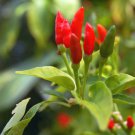 Thai Hot Pepper - 50 Seeds - GARDEN FRESH PACK! Thai Hot Pepper - 50 Seeds - GARDEN FRESH PACK!