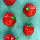 Red Cap Mushroom Pepper 15 Seeds - Very Hot! Red Cap Mushroom Pepper 15 Seeds - Very Hot!