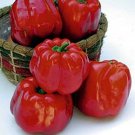 North Star Sweet Pepper - 10 Seeds - Green to Red North Star Sweet Pepper - 10 Seeds - Green to Red
