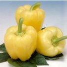 White Zinfandel Bell Pepper - 20 Seeds White Zinfandel Bell Pepper - 20 Seeds