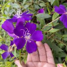 ECUADOR PRINCESS Tibouchina Bush Live Tropical Plant Purple Flower