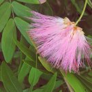 SCHULTZII Pink Powder Puff Tree Plant Oriental Rose Cascade Bonsai Starter SCHULTZII Pink Powder Puff Tree Plant Oriental Rose Cascade Bonsai Starter