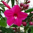 PRINCE KUHIO VINE Tropical Winter Flowering Vine Plant Magenta Trumpet