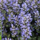 AJUGA CHOCOLATE CHIP Bugleweed Shade Garden Ground Cover Live Plant Blue Flowers