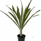 Variegated Crinum Lily - Crinum asiaticum variegata - 6" Pot Variegated Crinum Lily - Crinum asiaticum variegata - 6" Pot