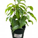 Florida Spire Columnar Weeping Fig Tree - Ficus benjamina - Easy to Grow - 4" Pot Florida Spire Columnar Weeping Fig Tree - Ficus benjamina - Easy to Grow - 4" Pot