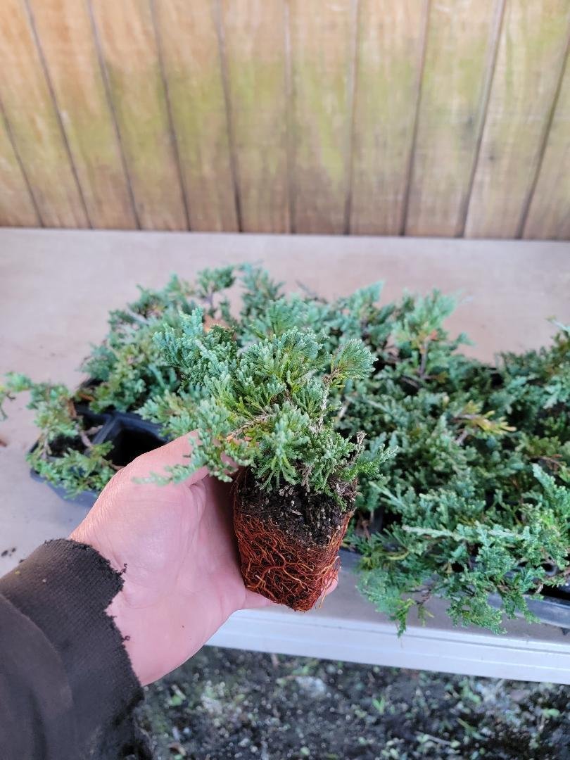 1 Blue Rug Spreading Juniper Starter Plant live plant