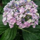 Ayesha Hydrangea Shrub/Bush 8-12" Tall Seedling Live Plant Quart Pot Ayesha Hydrangea Shrub/Bush 8-12" Tall Seedling Live Plant Quart Pot