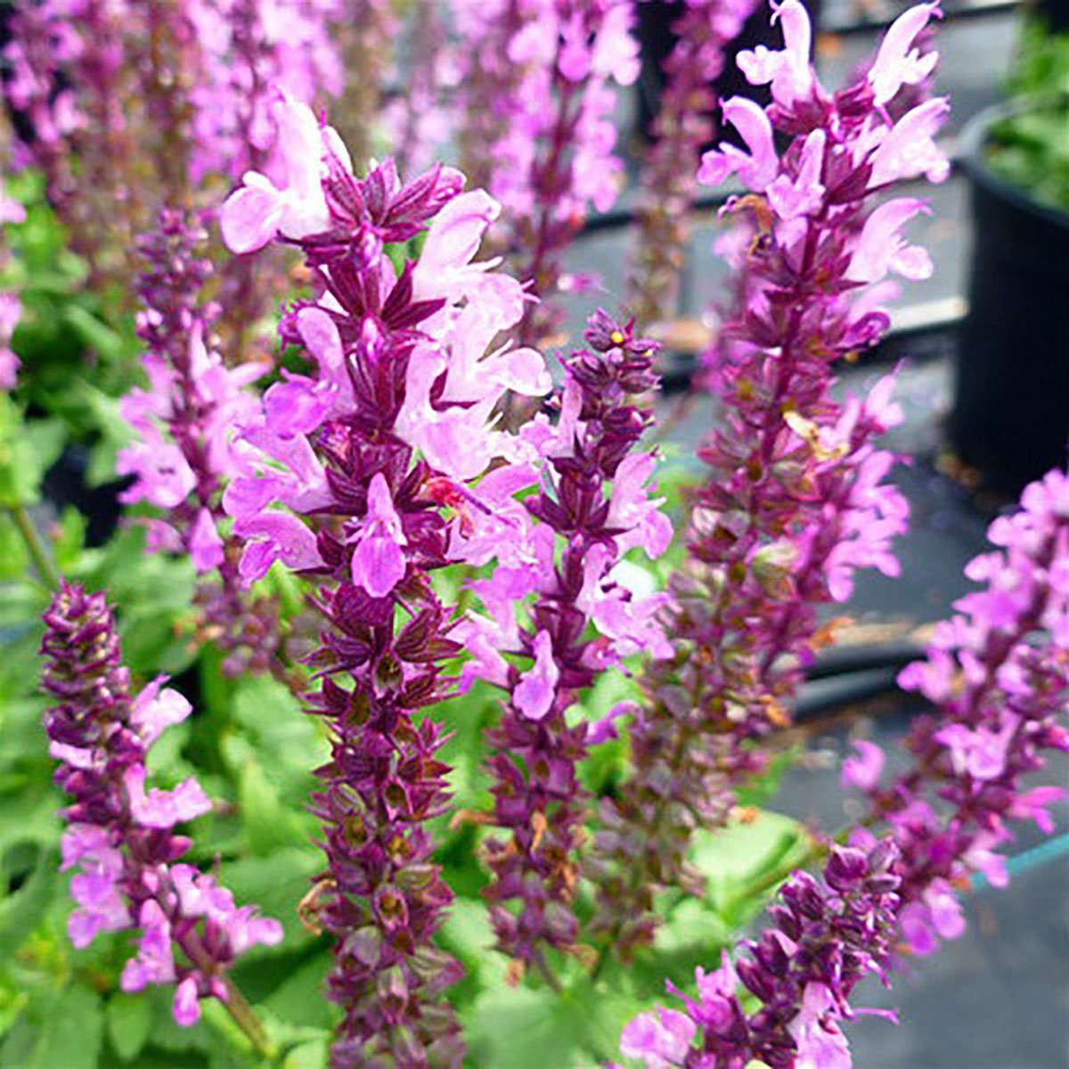Lyrical Rose Meadow Sage Salvia 4" Pot