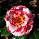 TERRY GILLEY Unique Bloom Camellia Japonica Live Starter Plant TERRY GILLEY Unique Bloom Camellia Japonica Live Starter Plant