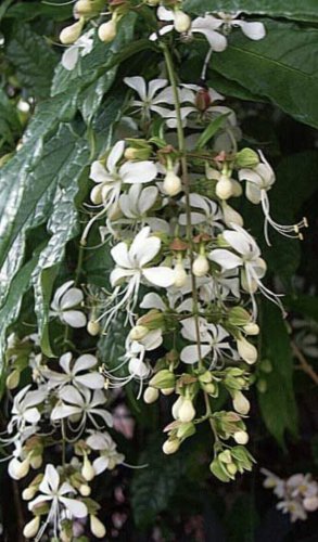 cerise plante Cerise Charm Loropetalum – Lichtenfelt's main image 1