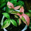 PINK SPLASH SYNGONIUM Starter Plant Arrowhead Pink Splashed Leaves RARE