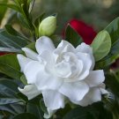 VETCHII Gardenia Jasminoides Plant Intensely Fragrant Double White Flowers