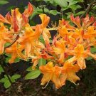 TIPSY TANGERINE Aromi Azalea Rhododendron Deciduous SMALL Starter Plant DORMANT!