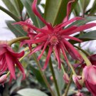 SCORPIO Illicium Hybrid Anise Tree Star Flower