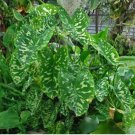 HILO BEAUTY Elephant Ear Alocasia SMALL Rooted Starter Plant CAMOUFLAGE PATTERN!