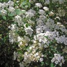 Spirea nipponica White Falls - White Flowering Spirea 14 to 18 inches