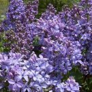 1 Live French Lilac Plant "Wonderblue"