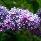 1 Plant Live French Lilac Plant "President Grevy"