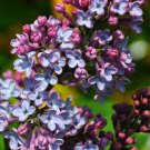 2 Plants Live French Lilac Plant "President Grevy"