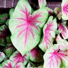 2x Caladium Scarlet Pimpernel Bulbs