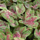 2ct. Caladium Raspberry Moon Bulbs 2ct. Caladium Raspberry Moon Bulbs