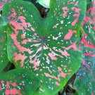 2ct. Caladium Freckles Bulbs 2ct. Caladium Freckles Bulbs