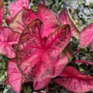 2ct. Caladium Party Punch Bulbs 2ct. Caladium Party Punch Bulbs