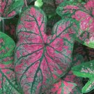 2 Florida Roselight Caladium Tropical Bulbs 2 Florida Roselight Caladium Tropical Bulbs
