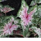 (2ct) Caladium Heart and Soul Bulbs (2ct) Caladium Heart and Soul Bulbs