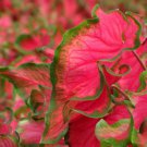 2ct CALADIUM Sangria Bulbs 2ct CALADIUM Sangria Bulbs