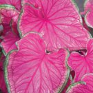 2ct. CALADIUM Florida SWEETHEART Bulbs 2ct. CALADIUM Florida SWEETHEART Bulbs