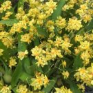 Oncidium Twinkle 'Yellow Bird', Miniature Orchid, Plant Shipped in 2.5" Pot