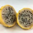 Yellow Dragon Fruit, Selenicereus megalanthus, Rooted Plant Shipped in 3" Pot