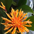 Golden Brush Ginger, Burbidgea schizocheila, Rooted Plant Shipped in 3" Pot