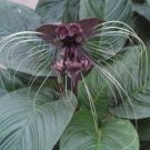 Black Bat Flower, Tacca chantrieri, Rooted Plant Shipped in 3" Pot