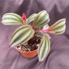 Medinilla sp. Gregori Hambali, Rooted Plant Shipped in 3" Pot