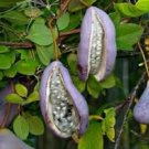 AKEBIA QUINATA - CHOCOLATE VINE -PLANT - APPROX 6-10 INCH