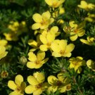 POTENTILLA 'LITTLE POT OF GOLD' - STARTER PLANT - APPROX 5- 7 INCH POTENTILLA 'LITTLE POT OF GOLD' - STARTER PLANT - APPROX 5- 7 INCH
